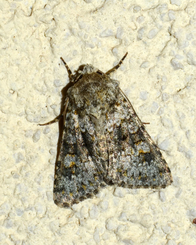 Noctuidae Hecatera dysodea ? S